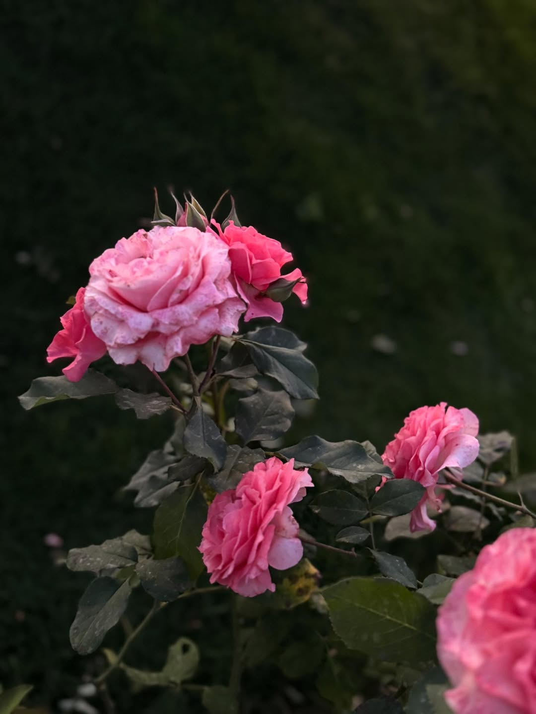 มิกค์ ทองระย้า