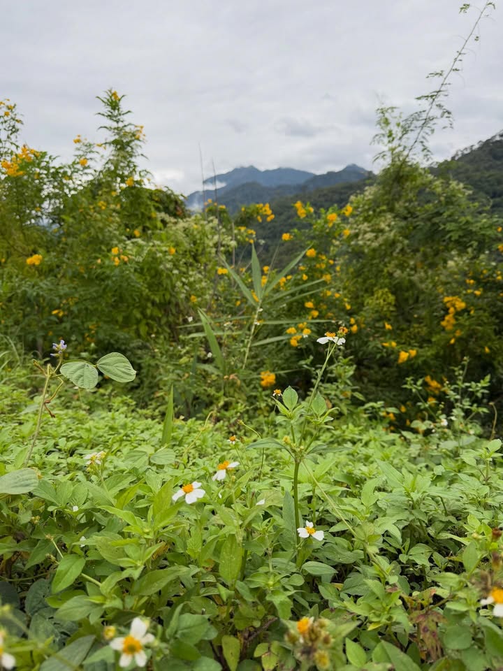 ขนมจีน - กุลมาศ ลิมปวุฒิวรานนท์