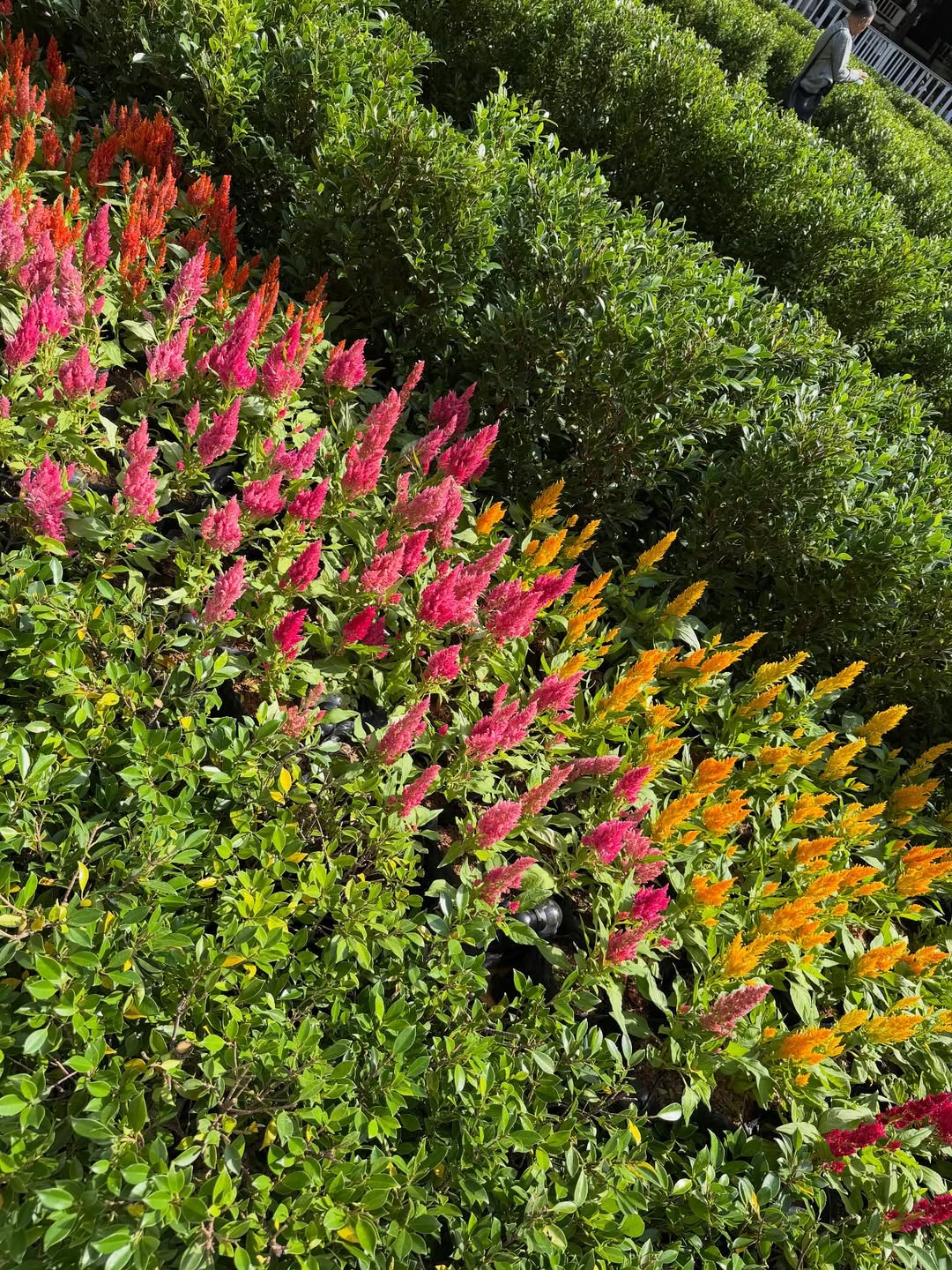 ขนมจีน - กุลมาศ ลิมปวุฒิวรานนท์