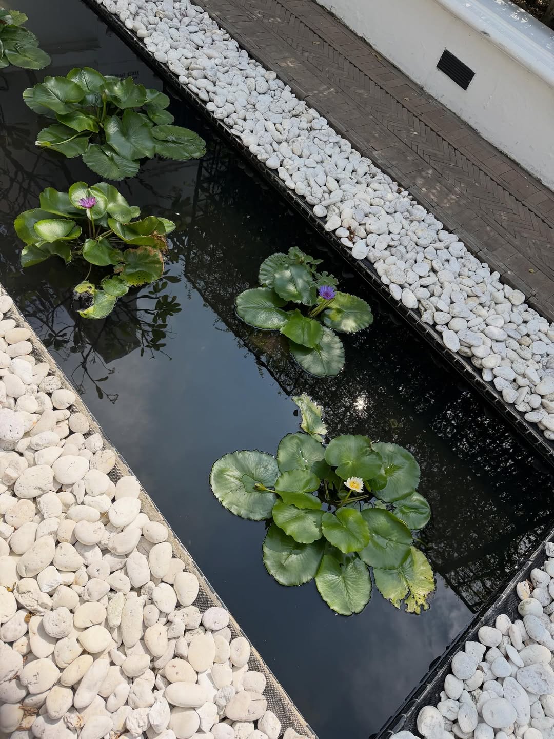 ขนมจีน - กุลมาศ ลิมปวุฒิวรานนท์