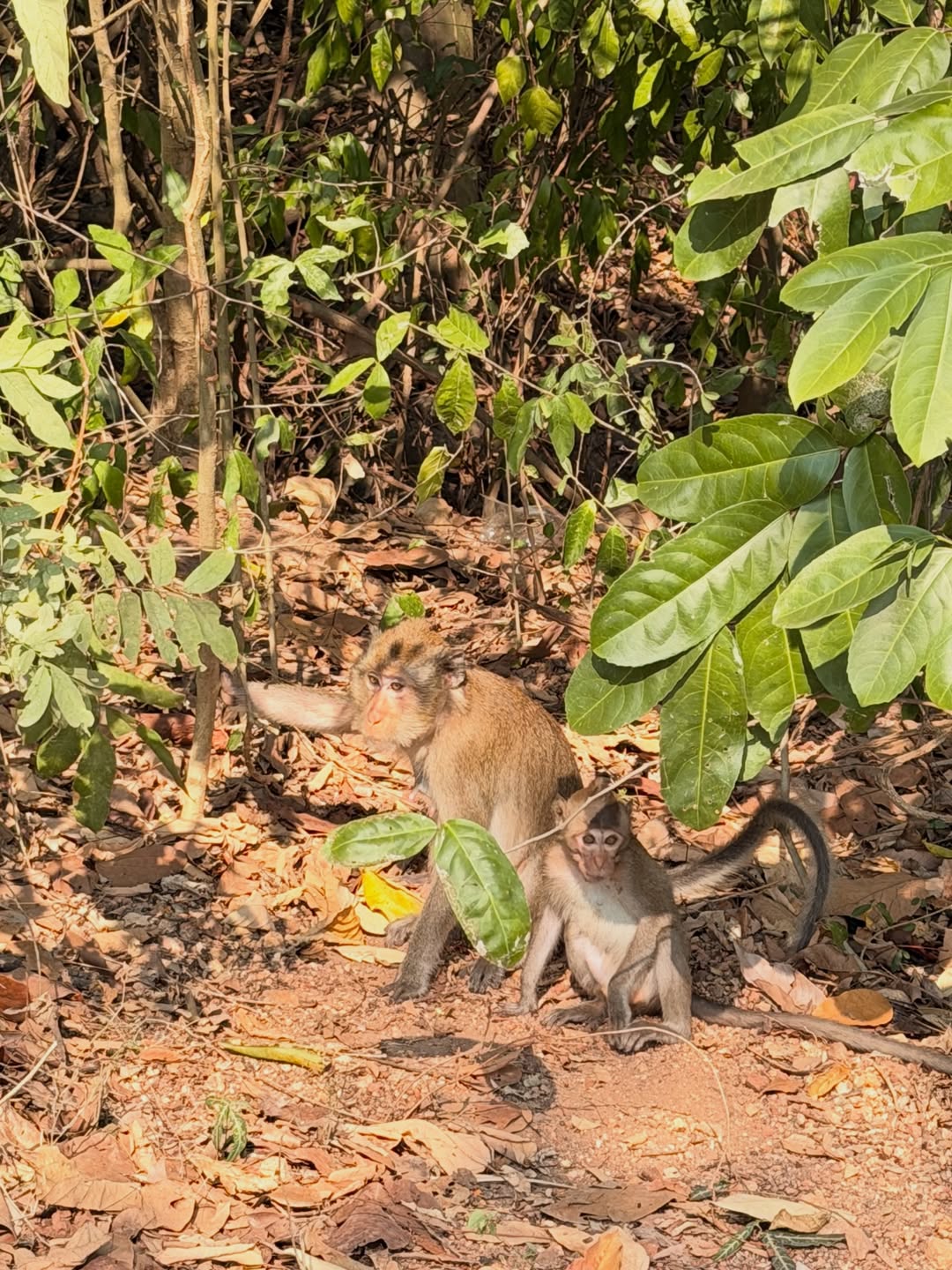 บอนซ์ - ณดล ล้ำประเสริฐ