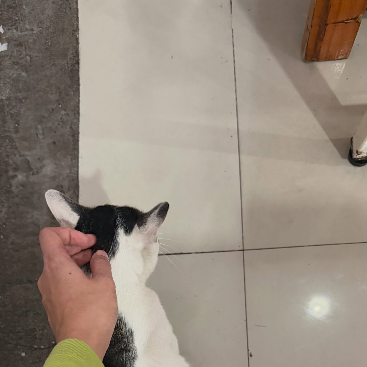 เมทัล สุขขาว