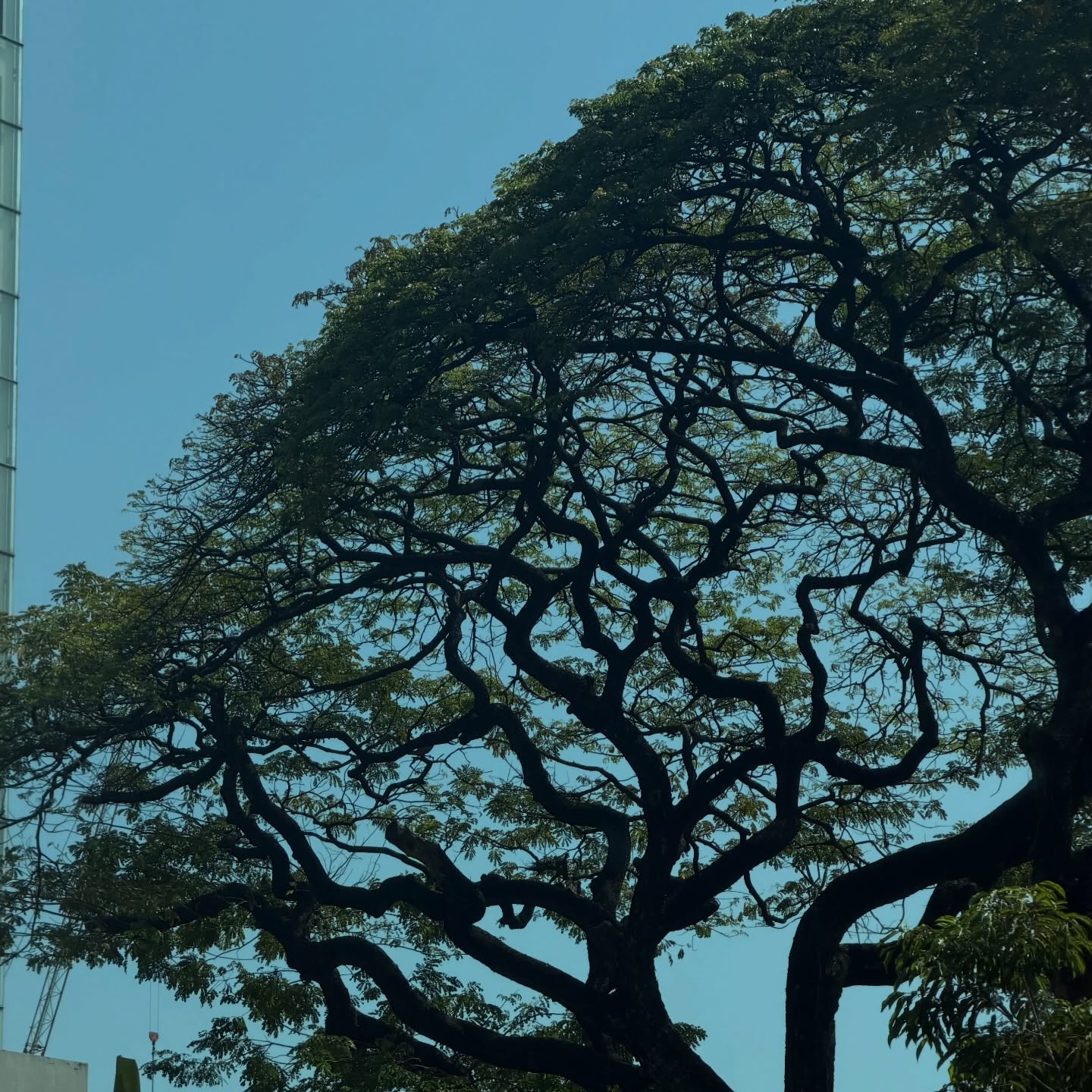 เมทัล สุขขาว