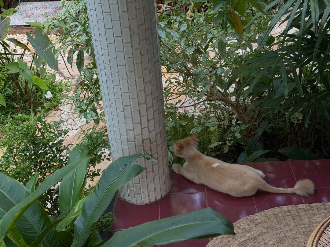 เมทัล สุขขาว