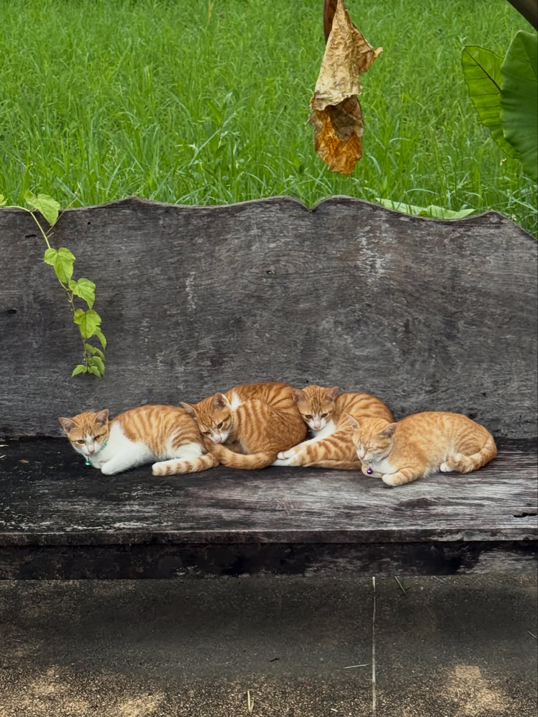 เมทัล สุขขาว