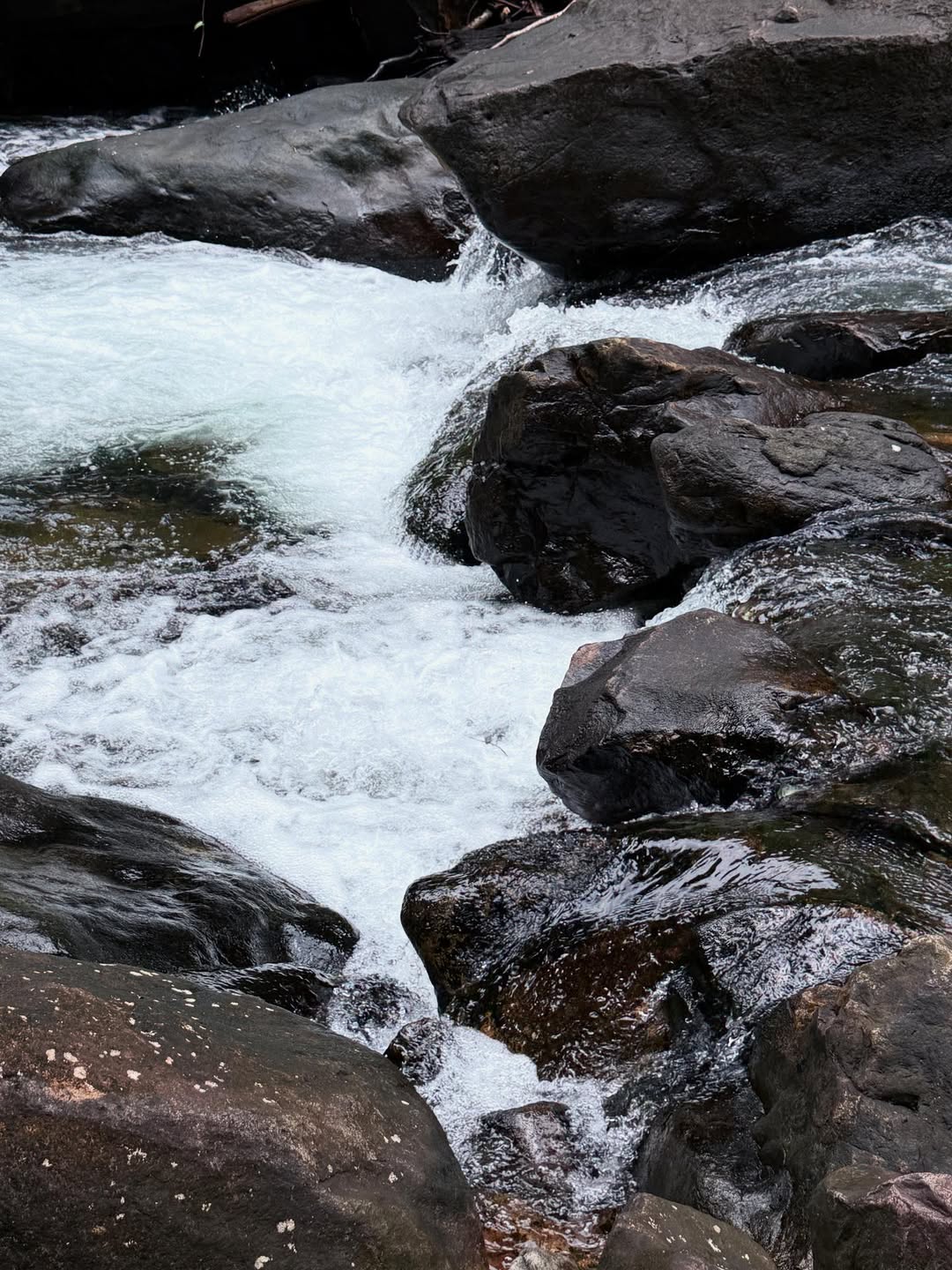 ดาว - พิมพ์ทอง วชิราคม