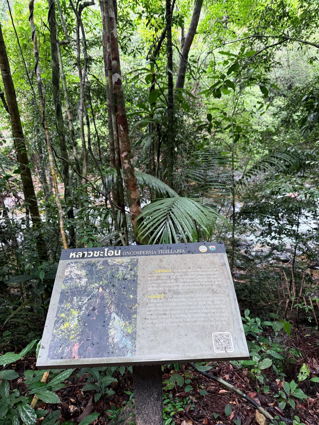 ดาว - พิมพ์ทอง วชิราคม