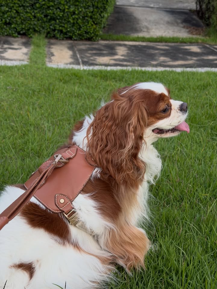 ดาว - พิมพ์ทอง วชิราคม