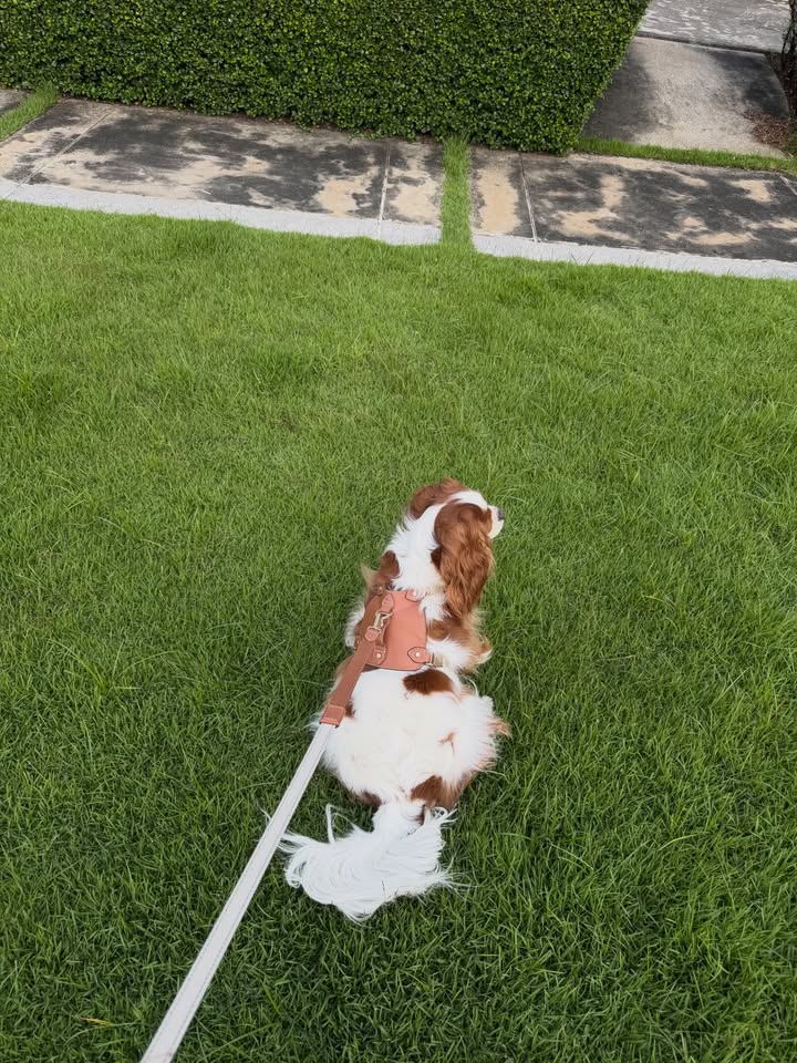 ดาว - พิมพ์ทอง วชิราคม