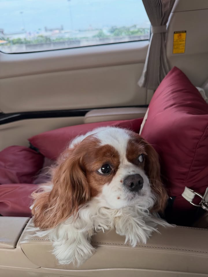 ดาว - พิมพ์ทอง วชิราคม