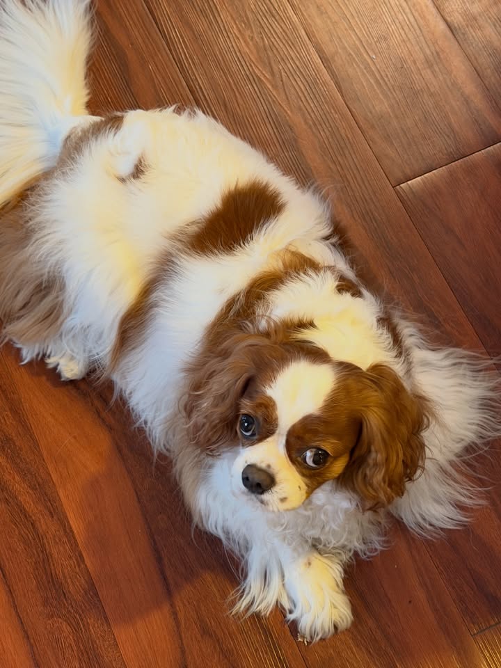 ดาว - พิมพ์ทอง วชิราคม