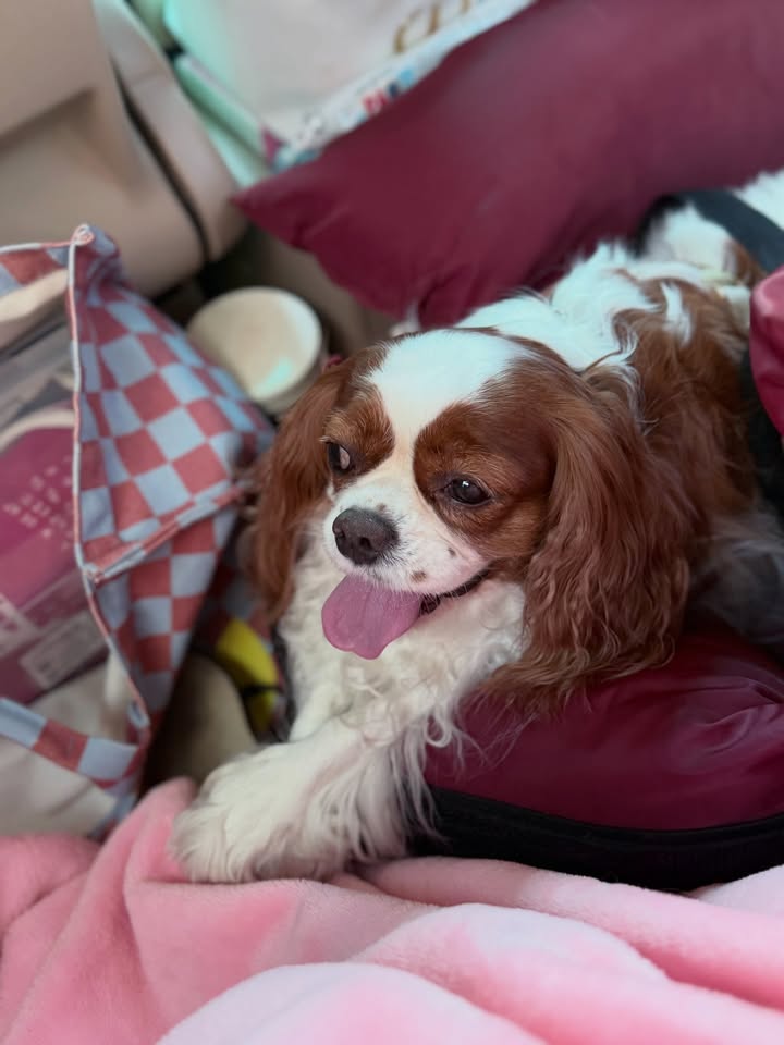 ดาว - พิมพ์ทอง วชิราคม