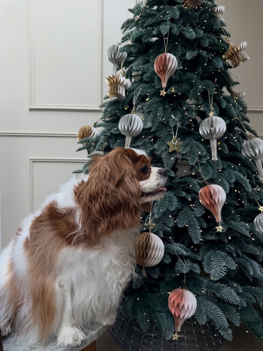 ดาว - พิมพ์ทอง วชิราคม