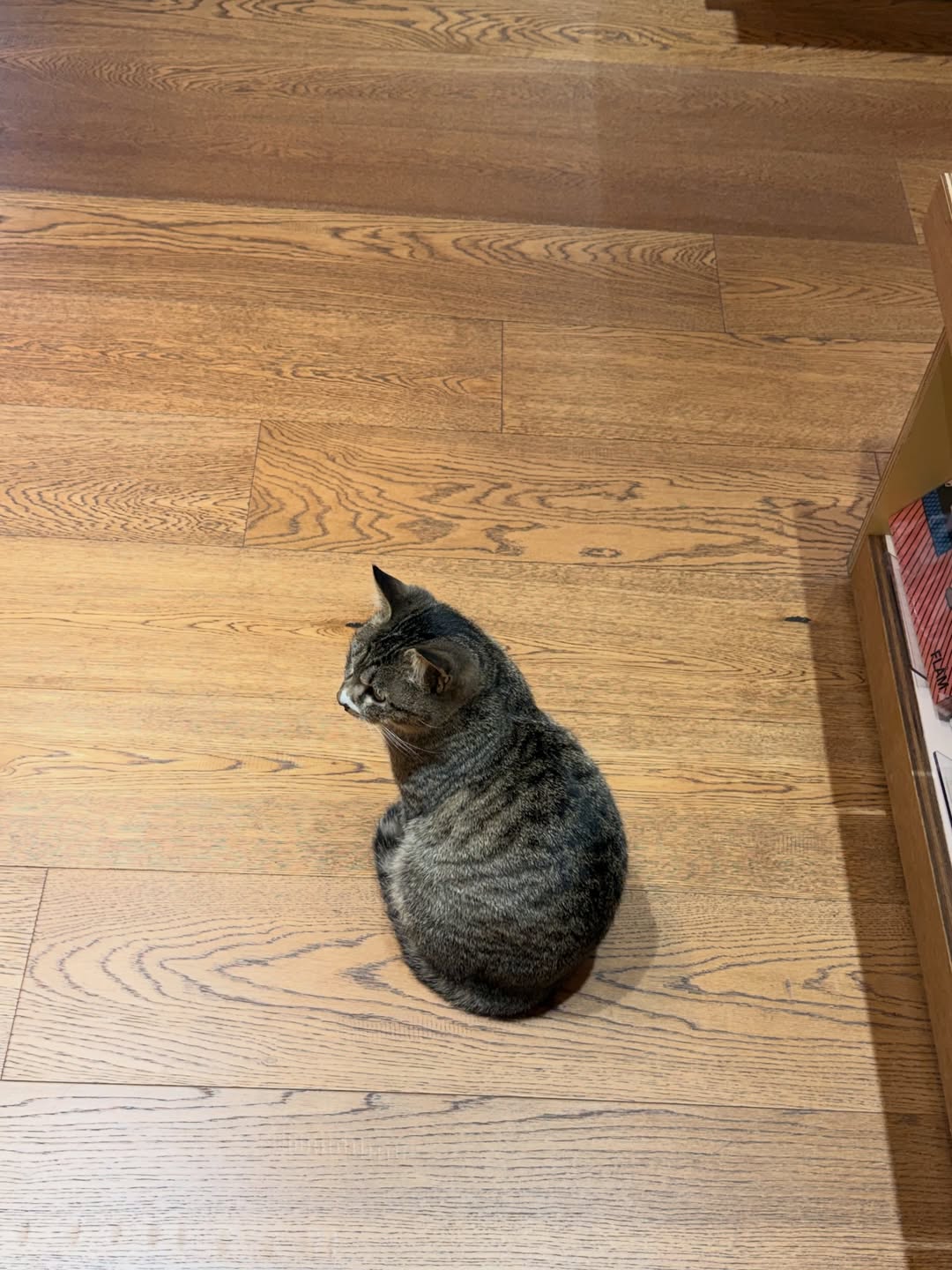 ดาว - พิมพ์ทอง วชิราคม