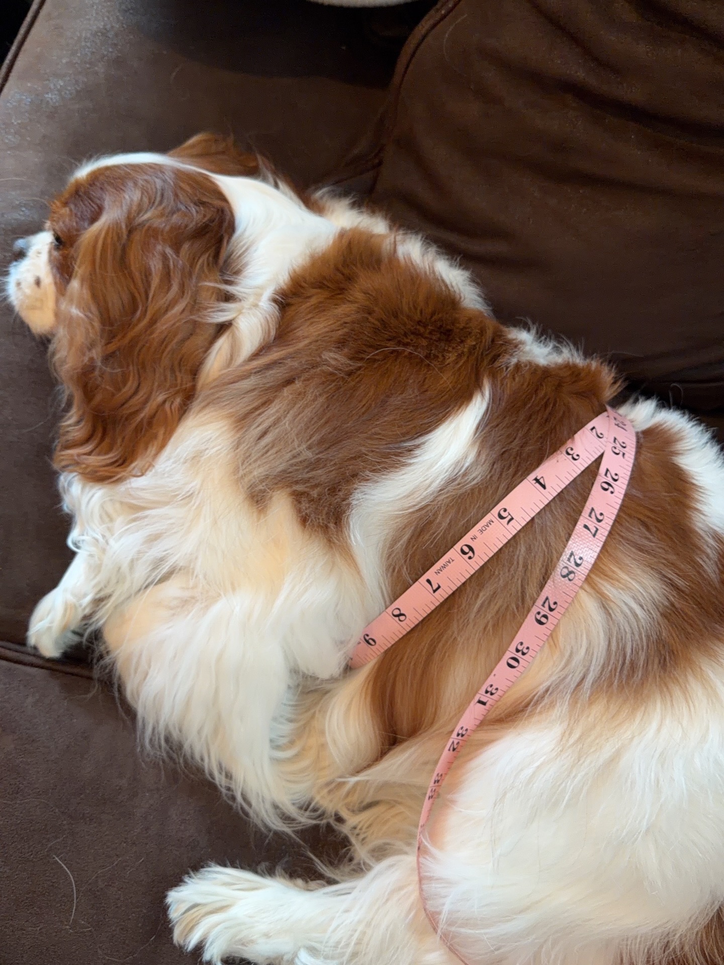 ดาว - พิมพ์ทอง วชิราคม