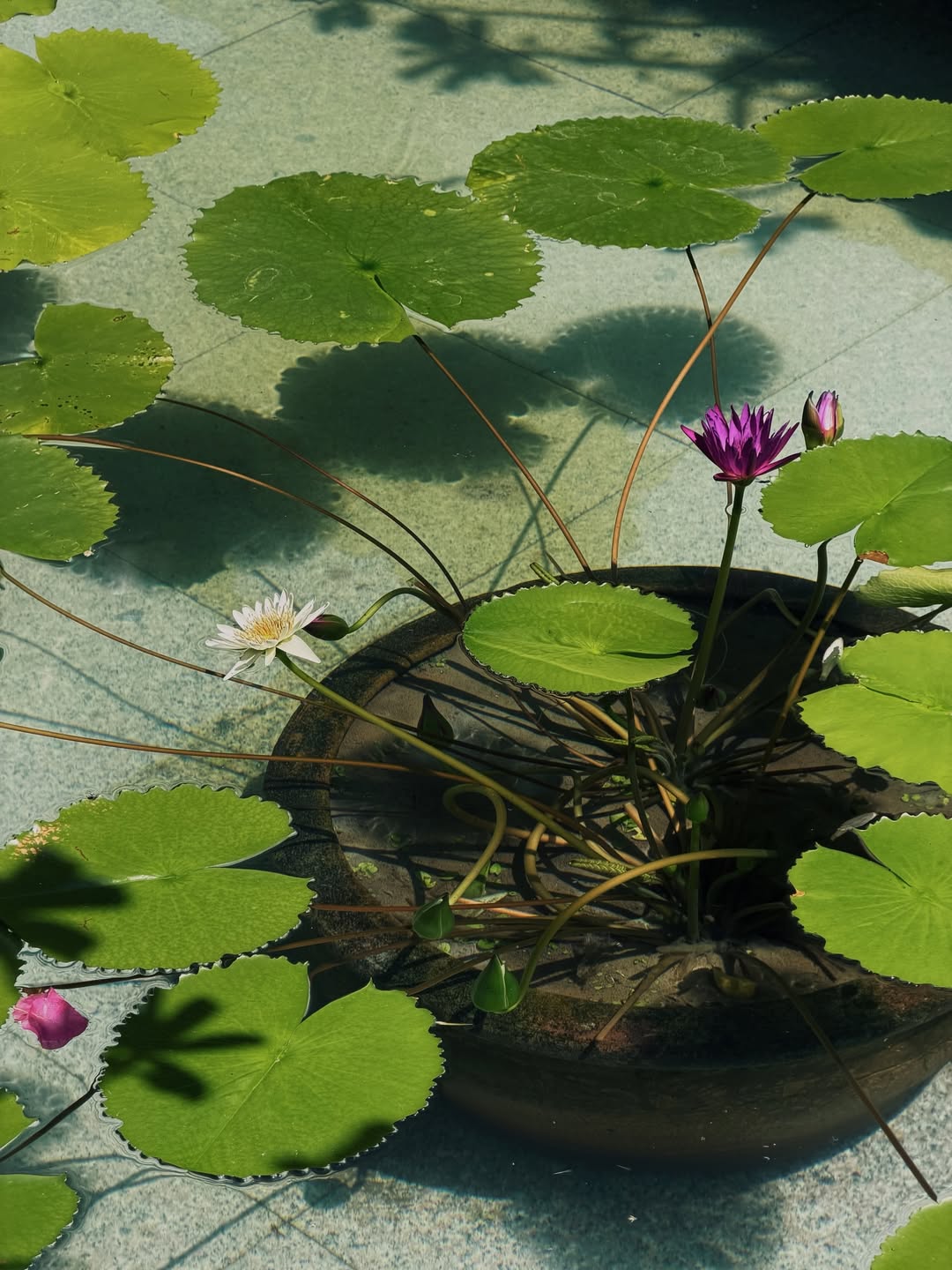 ดาว - พิมพ์ทอง วชิราคม