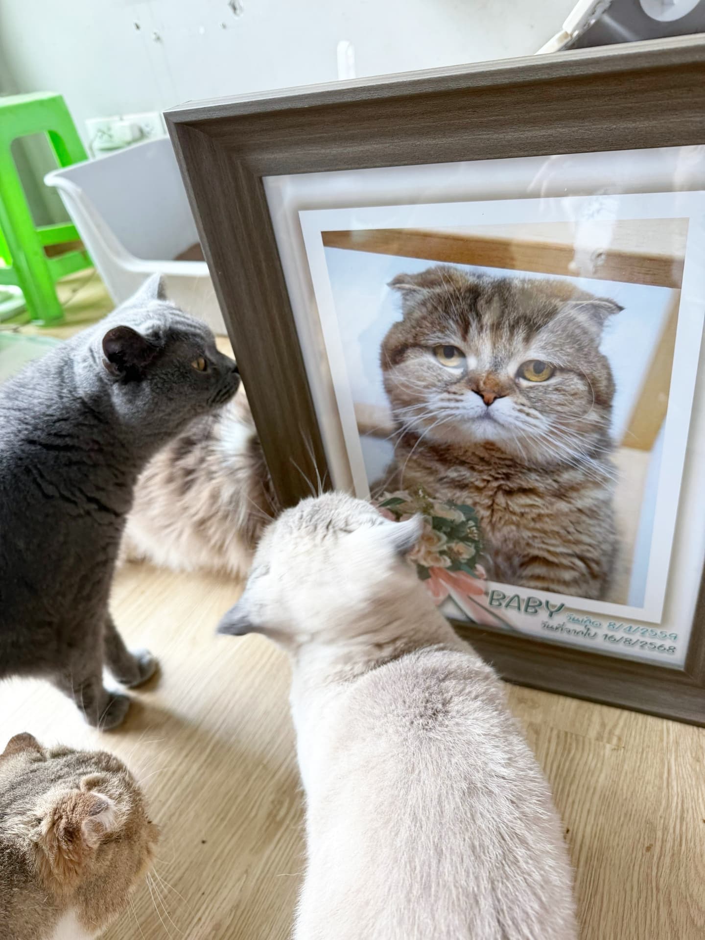 กอล์ฟ - ณัฐวุฒิ ศรีหมอก