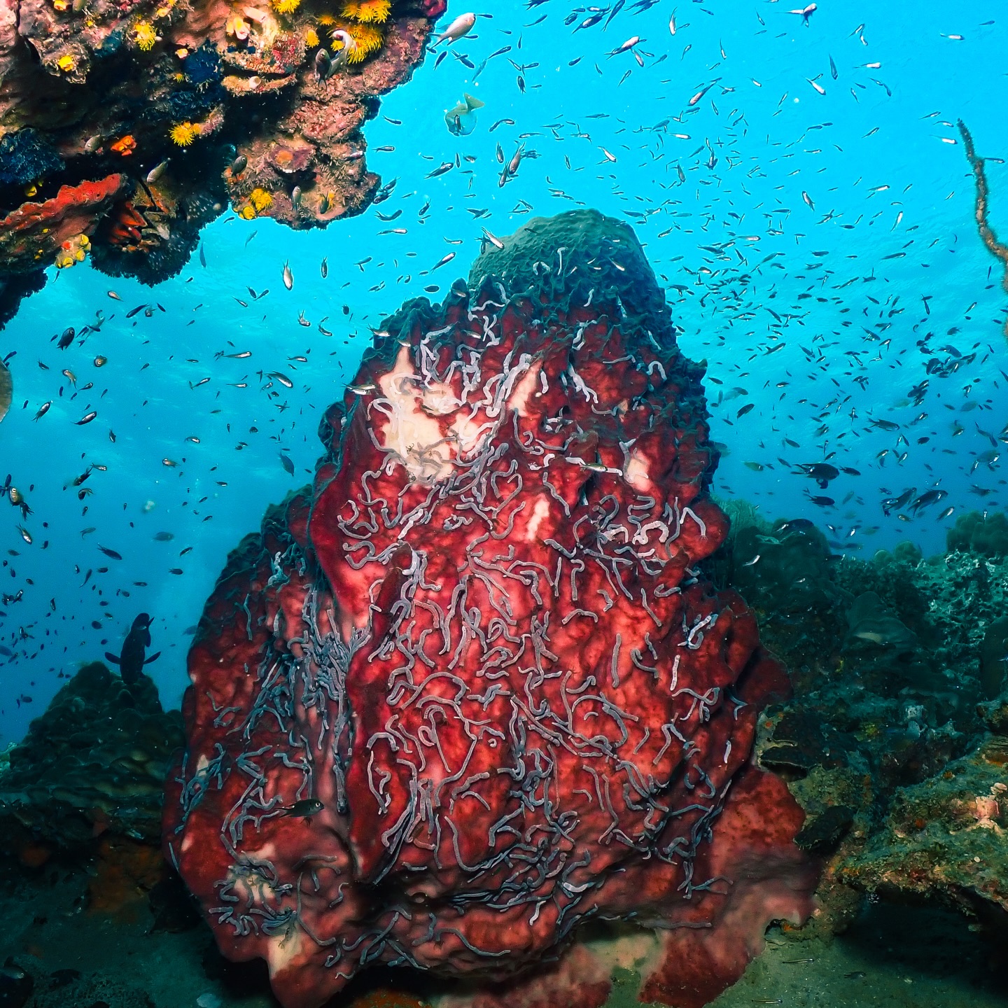 ไบร์ท - นรภัทร วิไลพันธุ์