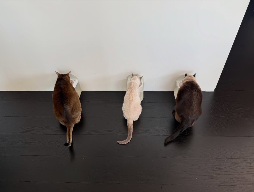 เตนล์ - ชิตพล ลี้ชัยพรกุล