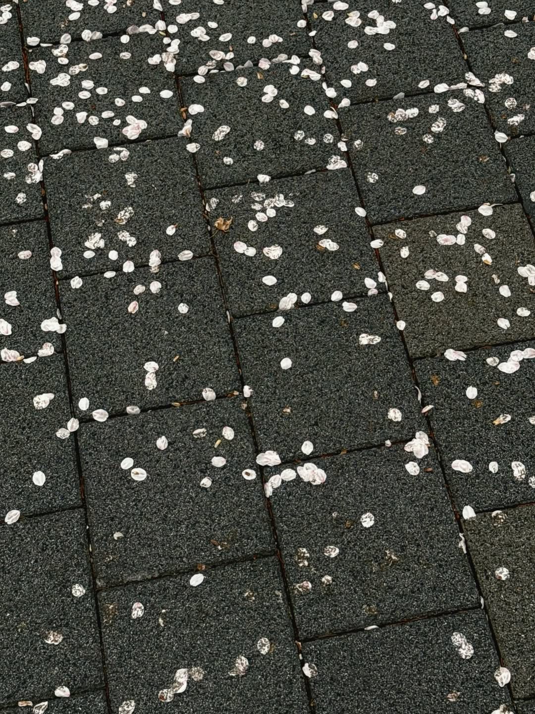 เตนล์ - ชิตพล ลี้ชัยพรกุล