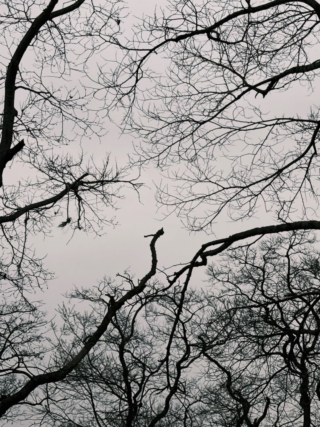 เตนล์ - ชิตพล ลี้ชัยพรกุล