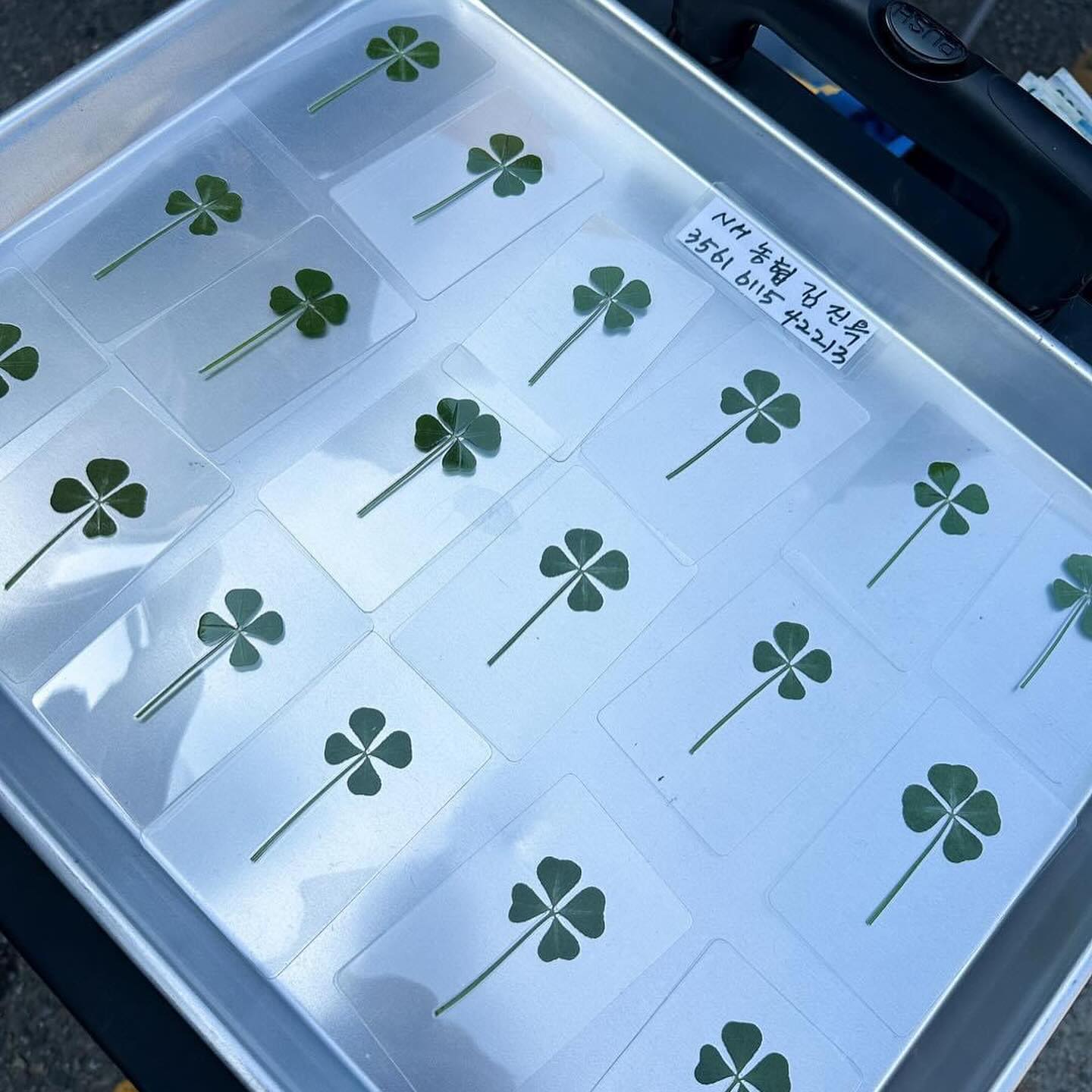 ซาร่า คาซิงกีนี