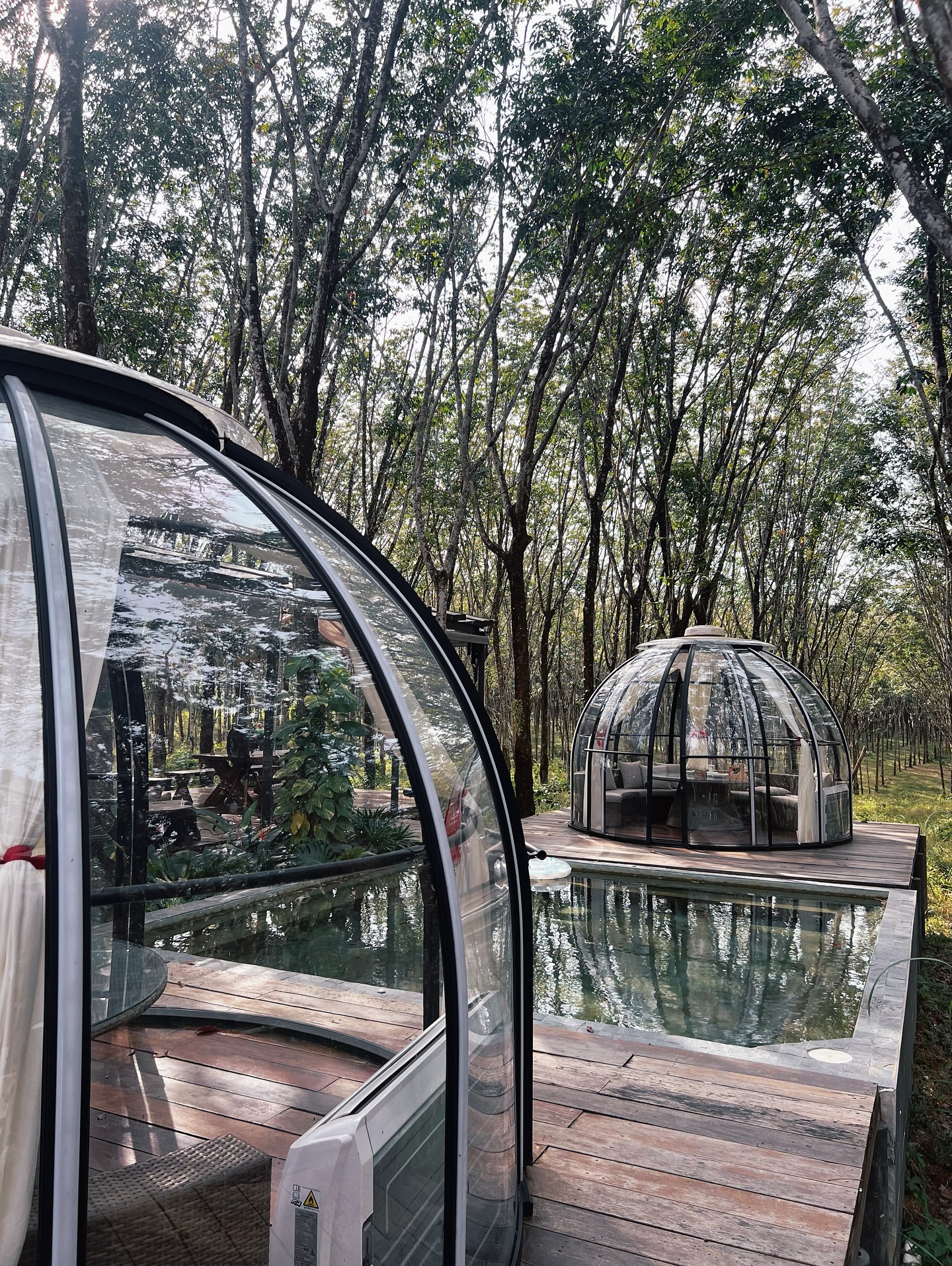 ซาร่า คาซิงกีนี