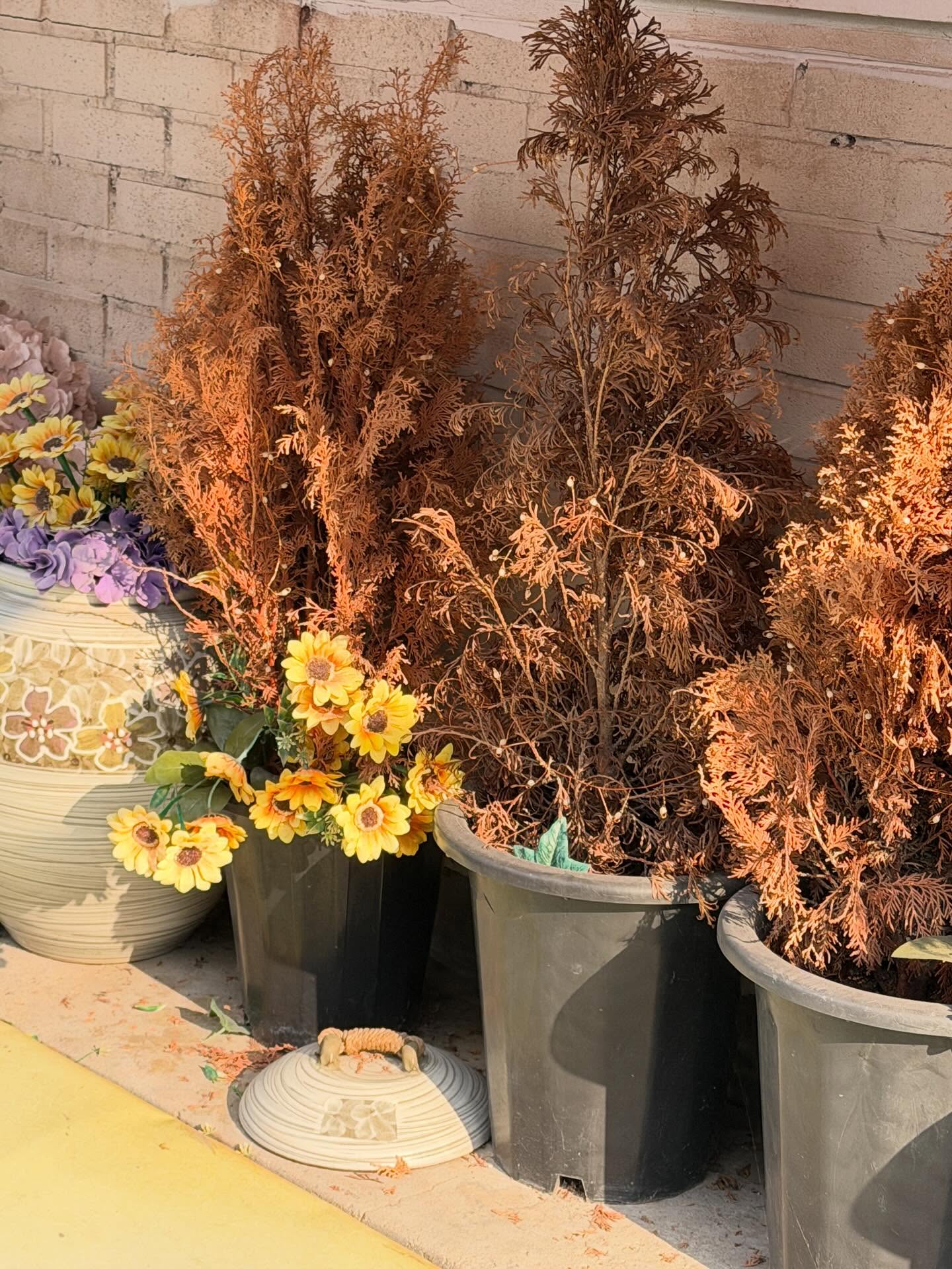 นัท - ศุภณัฐ เลาหะพานิช