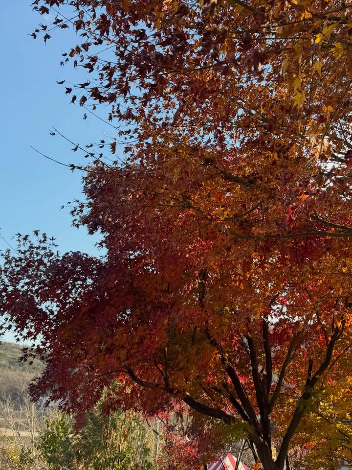 นัท - ศุภณัฐ เลาหะพานิช