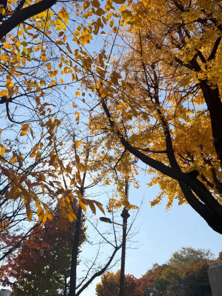 นัท - ศุภณัฐ เลาหะพานิช