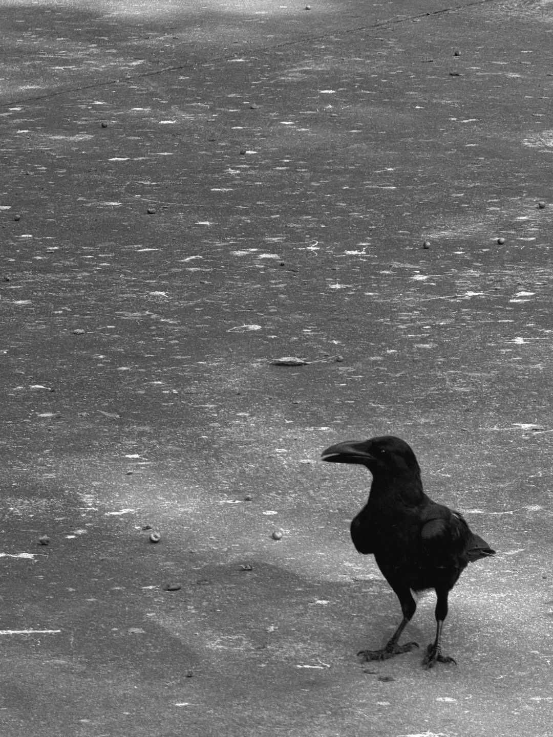 นัท - ศุภณัฐ เลาหะพานิช