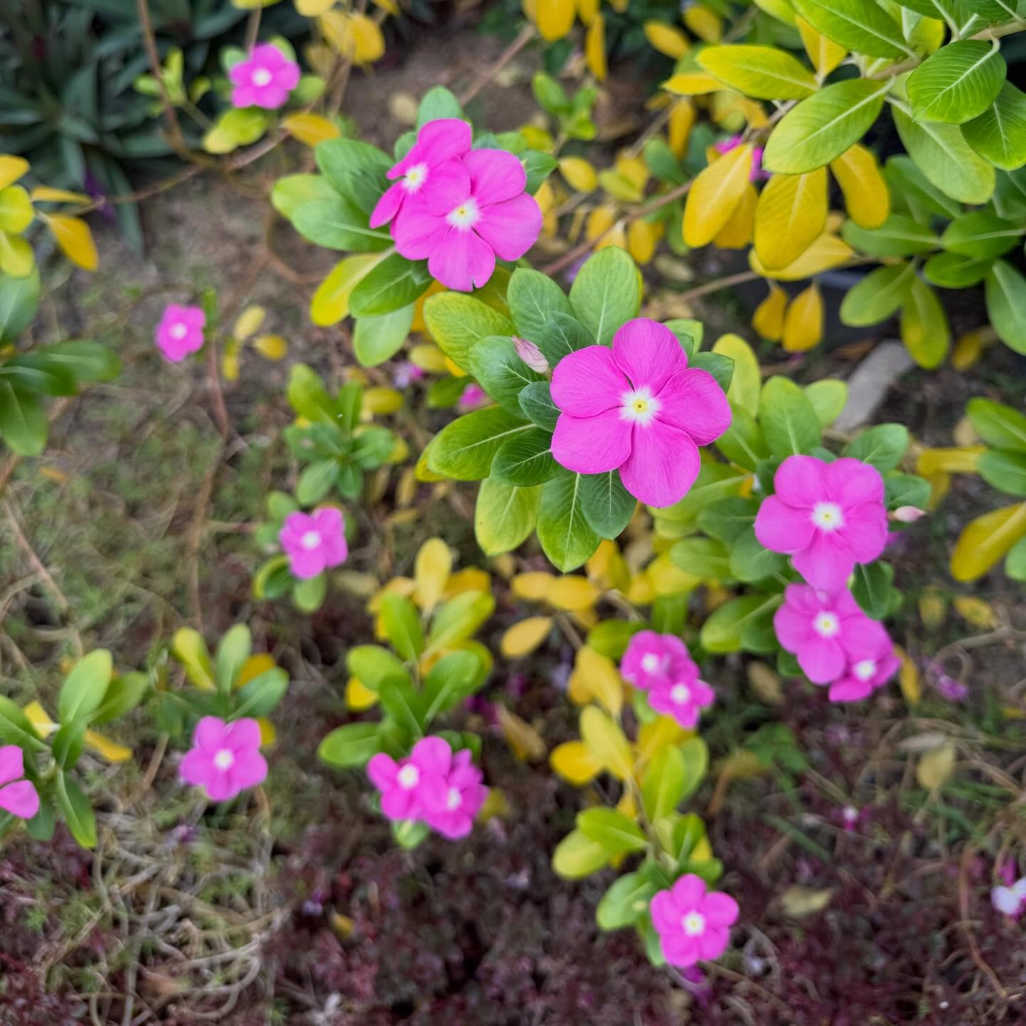 มิว - ชิษณุชา ตันติเมธ