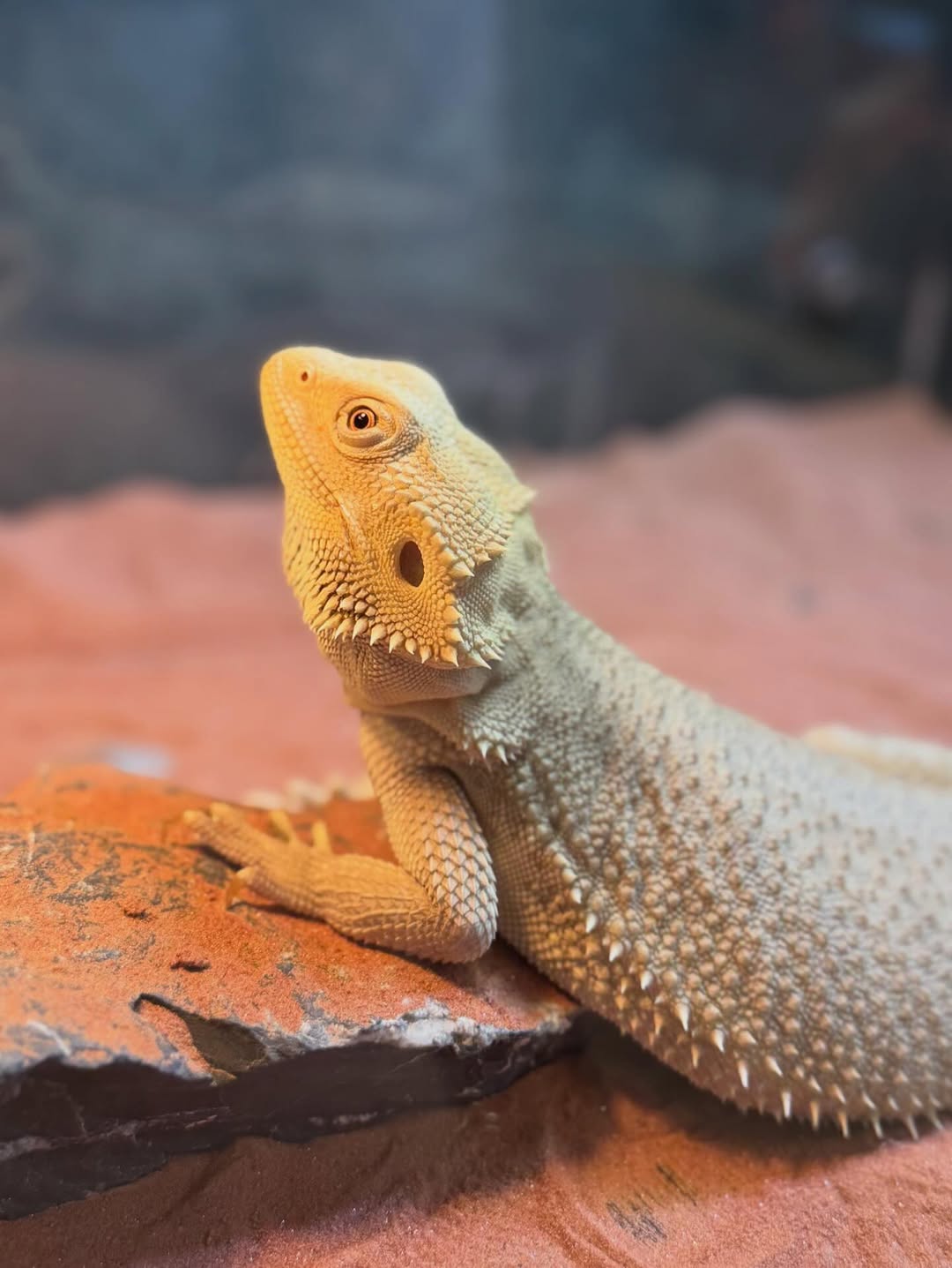 มิว - ชิษณุชา ตันติเมธ