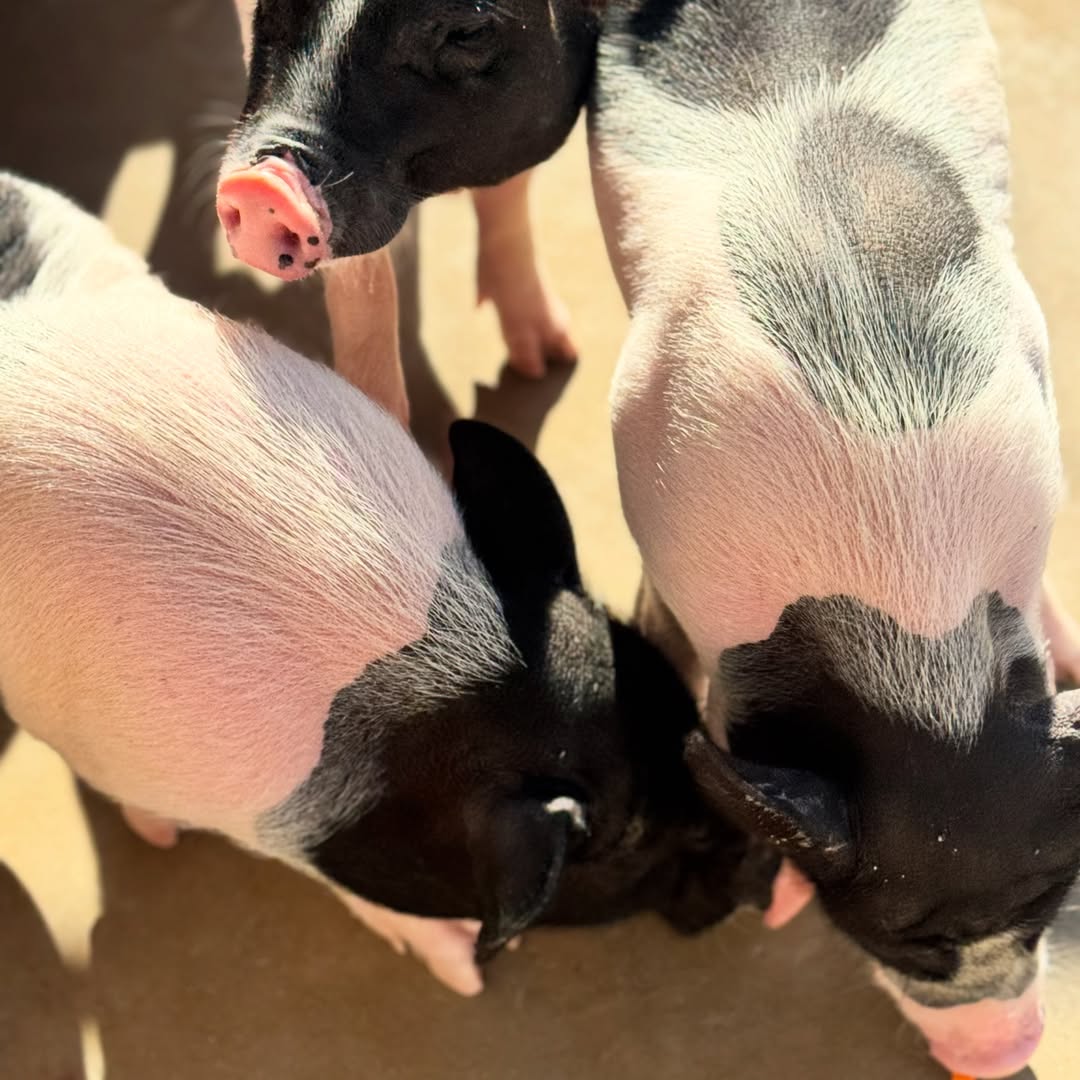 นิว - นภัสสร ภูธรใจ