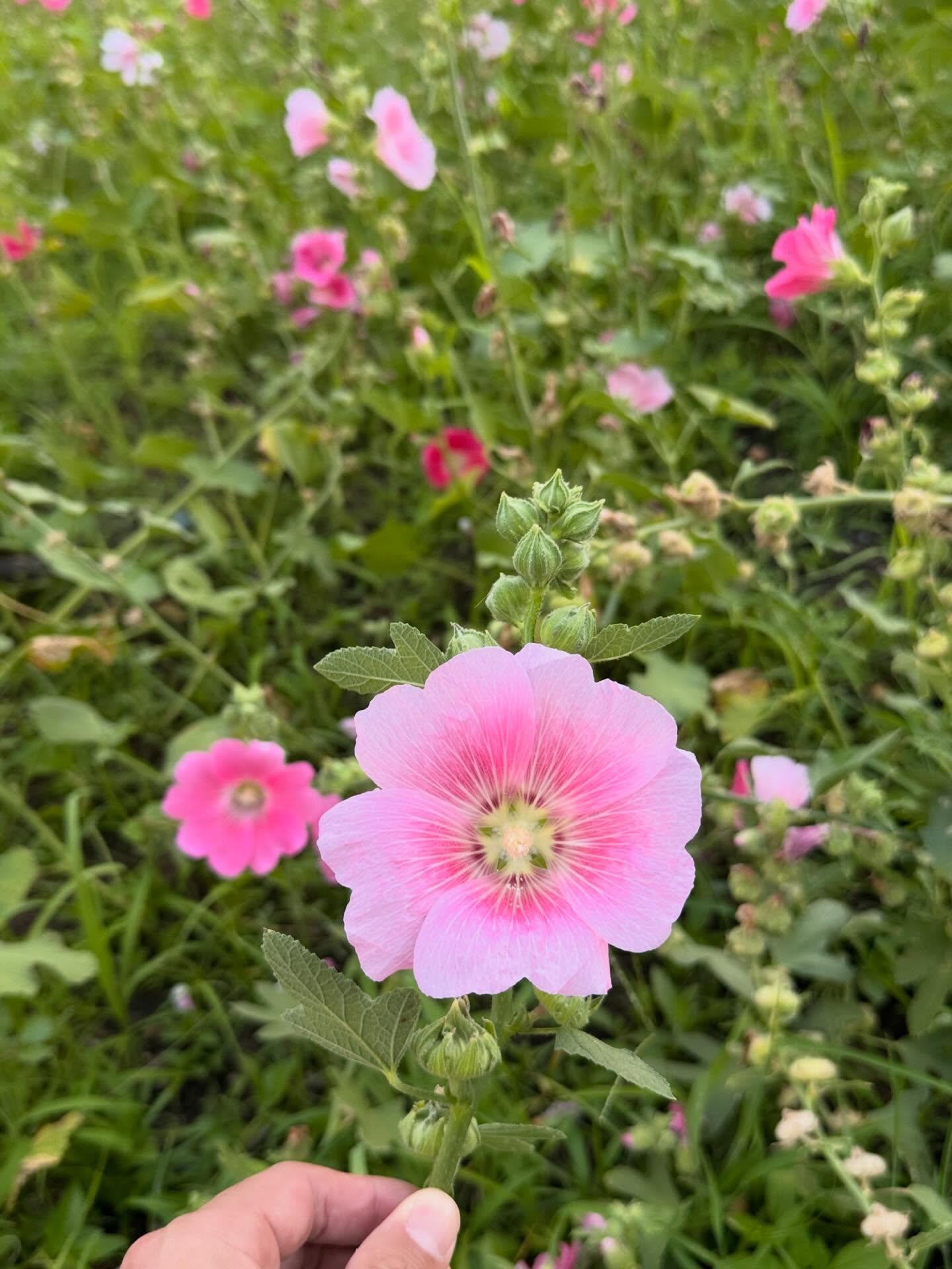 ท็อป - จรณ โสรัตน์