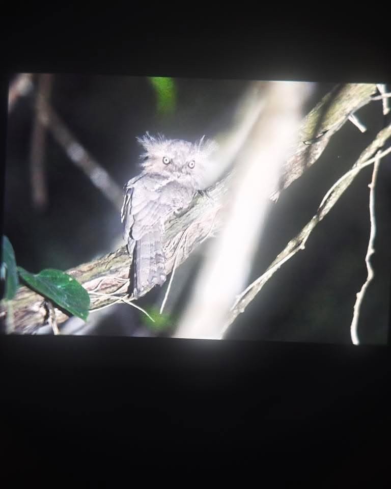 ตุ๊ก - ชนกวนันท์ รักชีพ