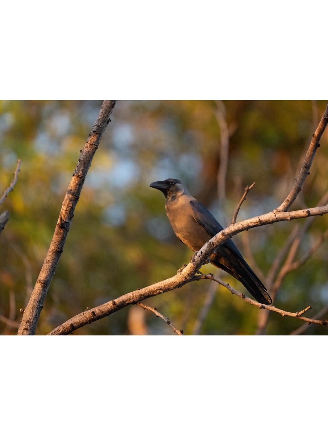 ตุ๊ก - ชนกวนันท์ รักชีพ