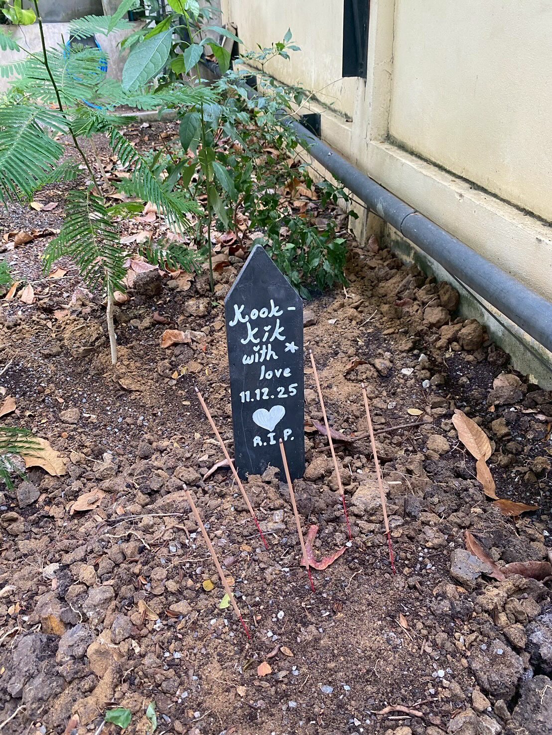 ตุ๊ก - ชนกวนันท์ รักชีพ