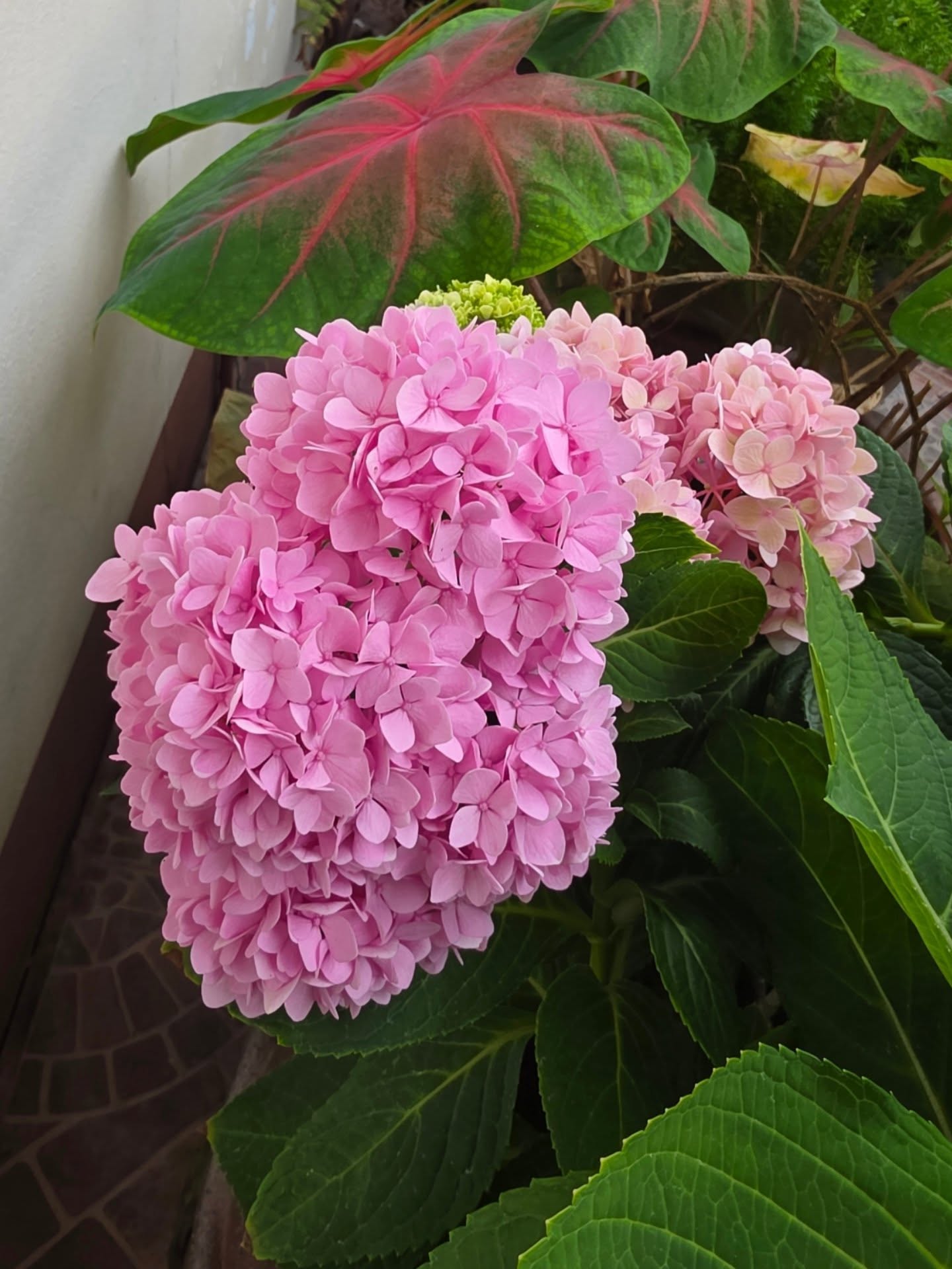 นัท - ปนัดดา เรืองวุฒิ