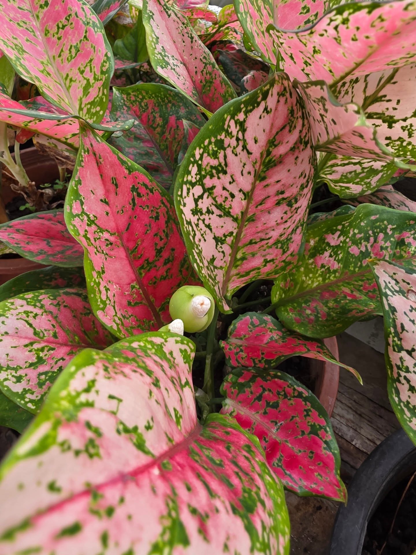 นัท - ปนัดดา เรืองวุฒิ