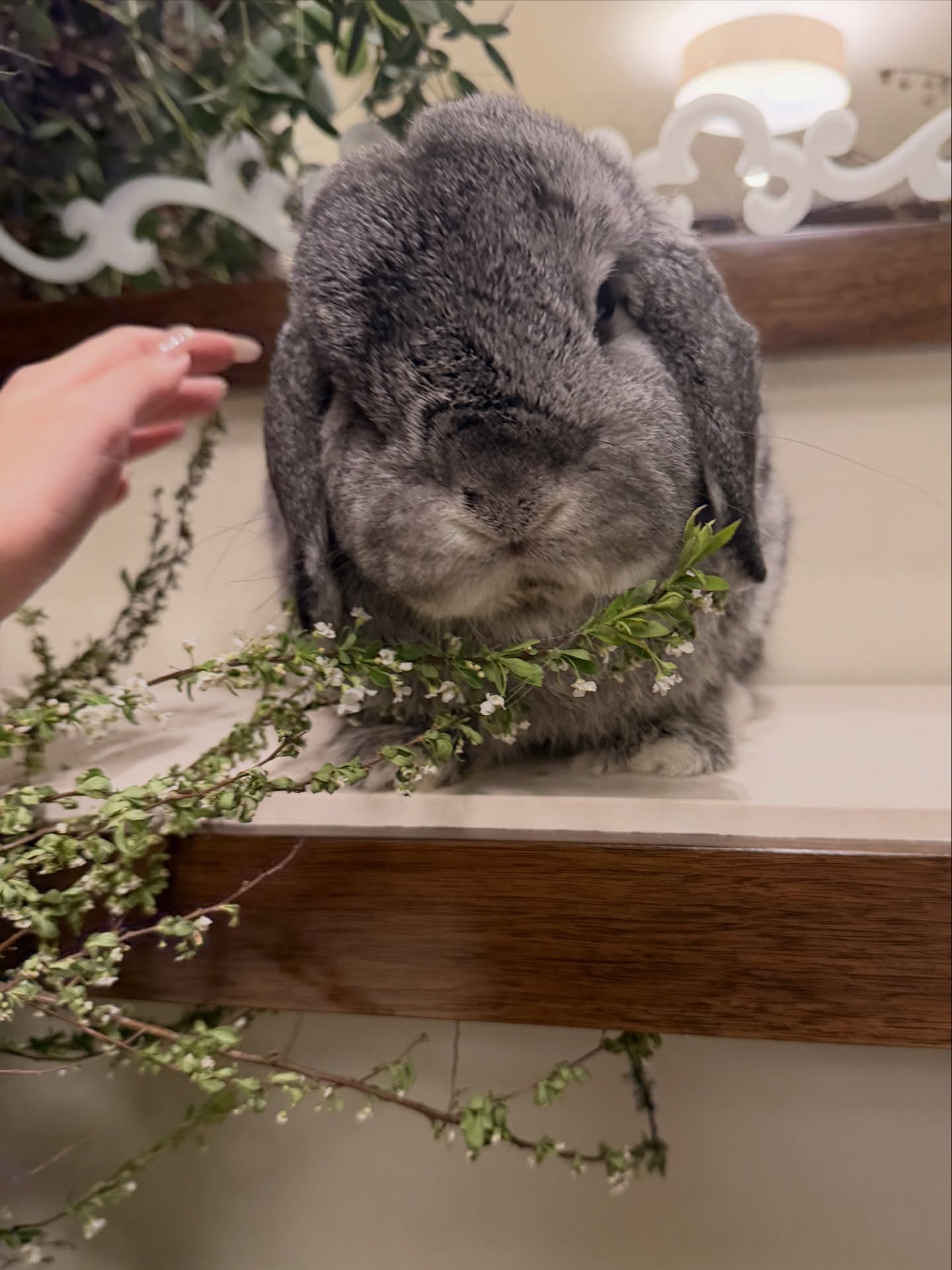 เกรซ - กาญจน์เกล้า ด้วยเศียรเกล้า