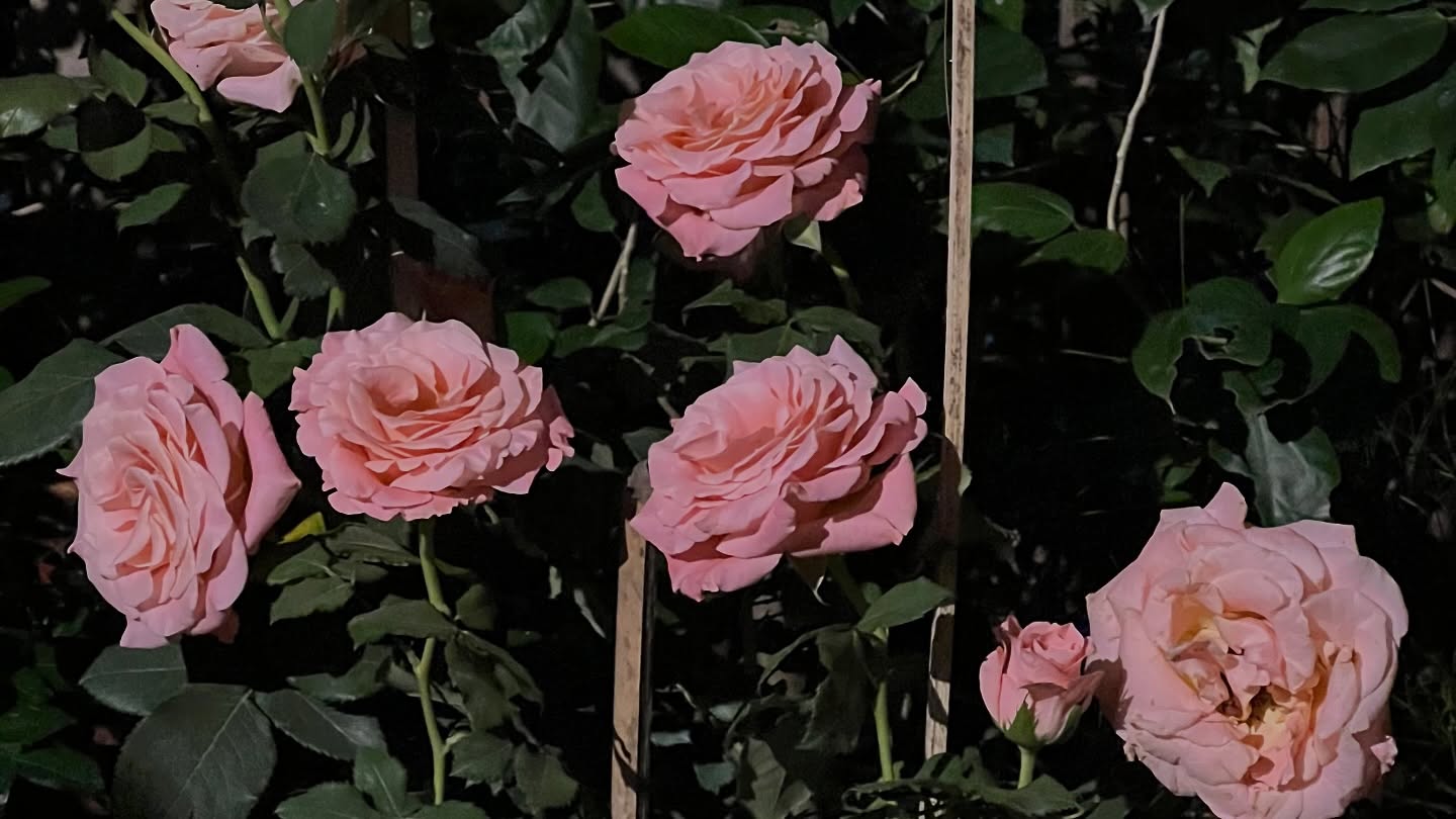 อิมเมจ - สุธิตา ชนะชัยสุวรรณ