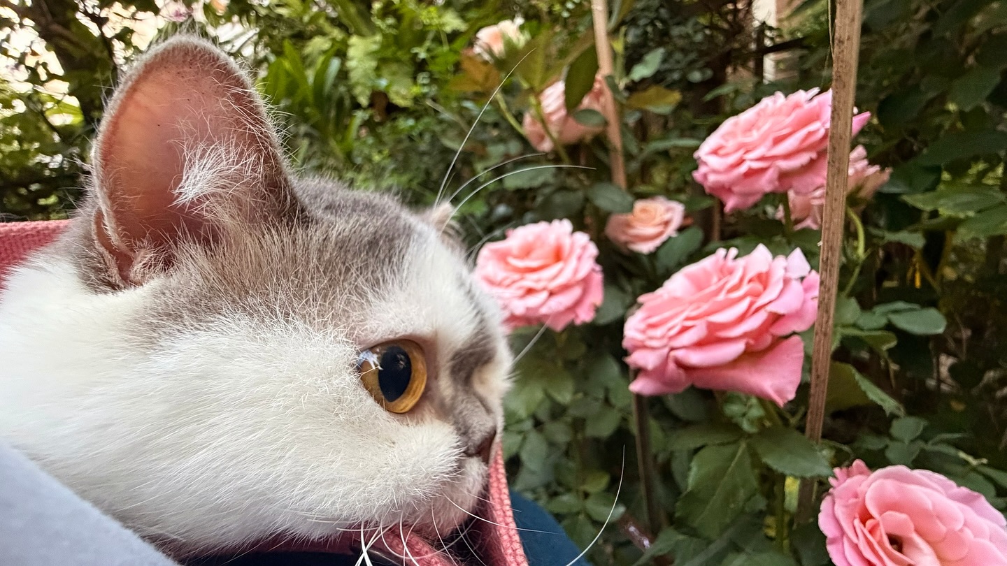 อิมเมจ - สุธิตา ชนะชัยสุวรรณ