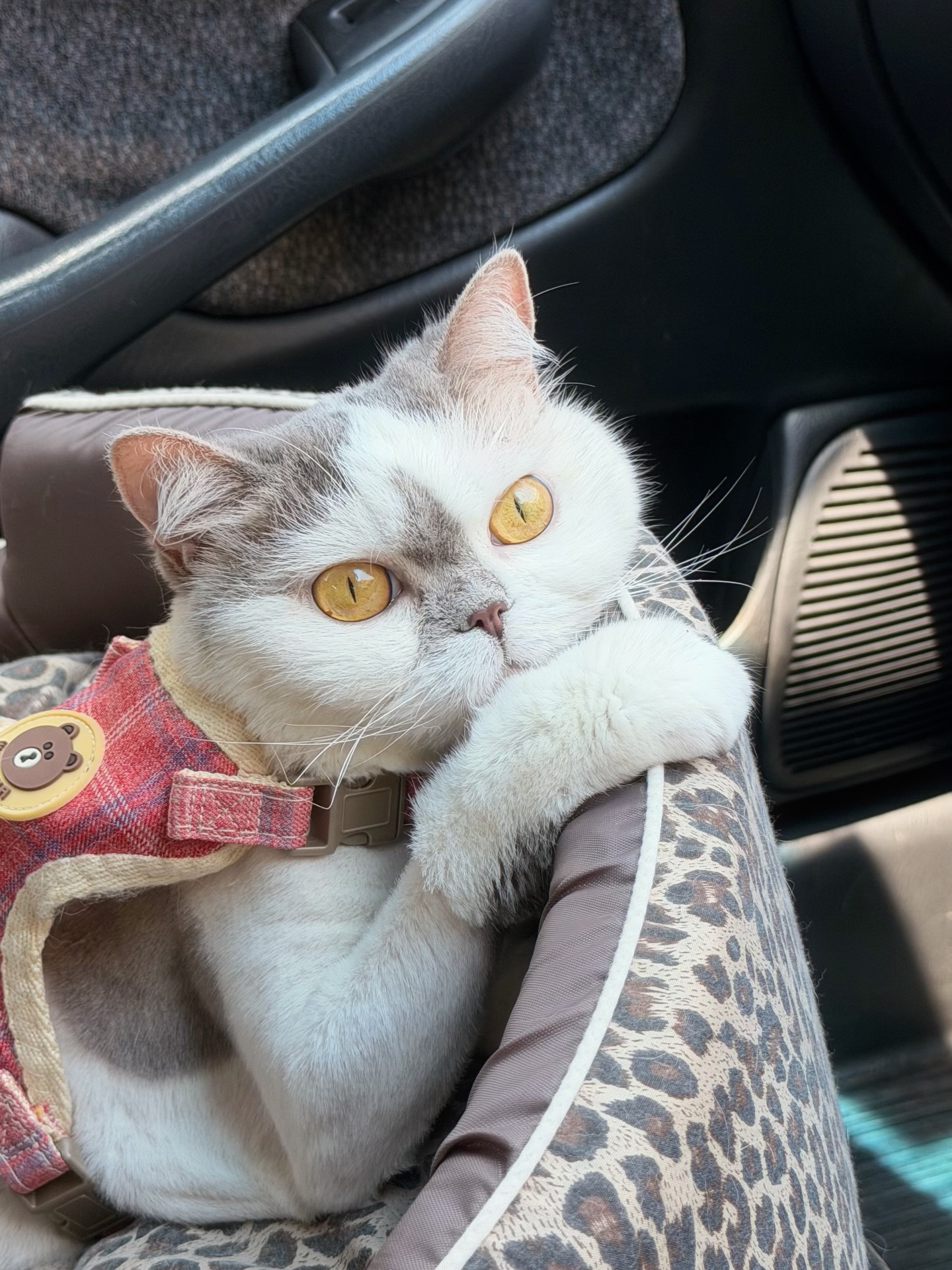 อิมเมจ - สุธิตา ชนะชัยสุวรรณ