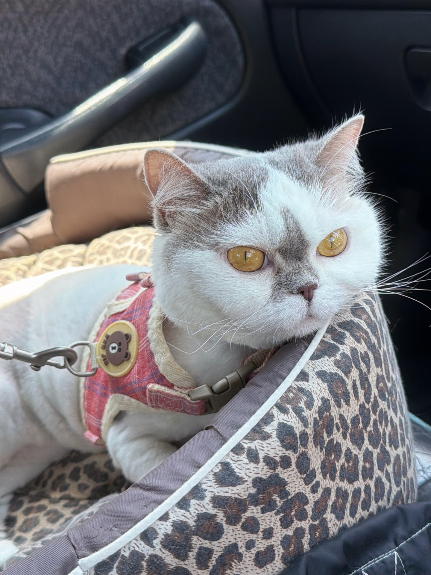 อิมเมจ - สุธิตา ชนะชัยสุวรรณ