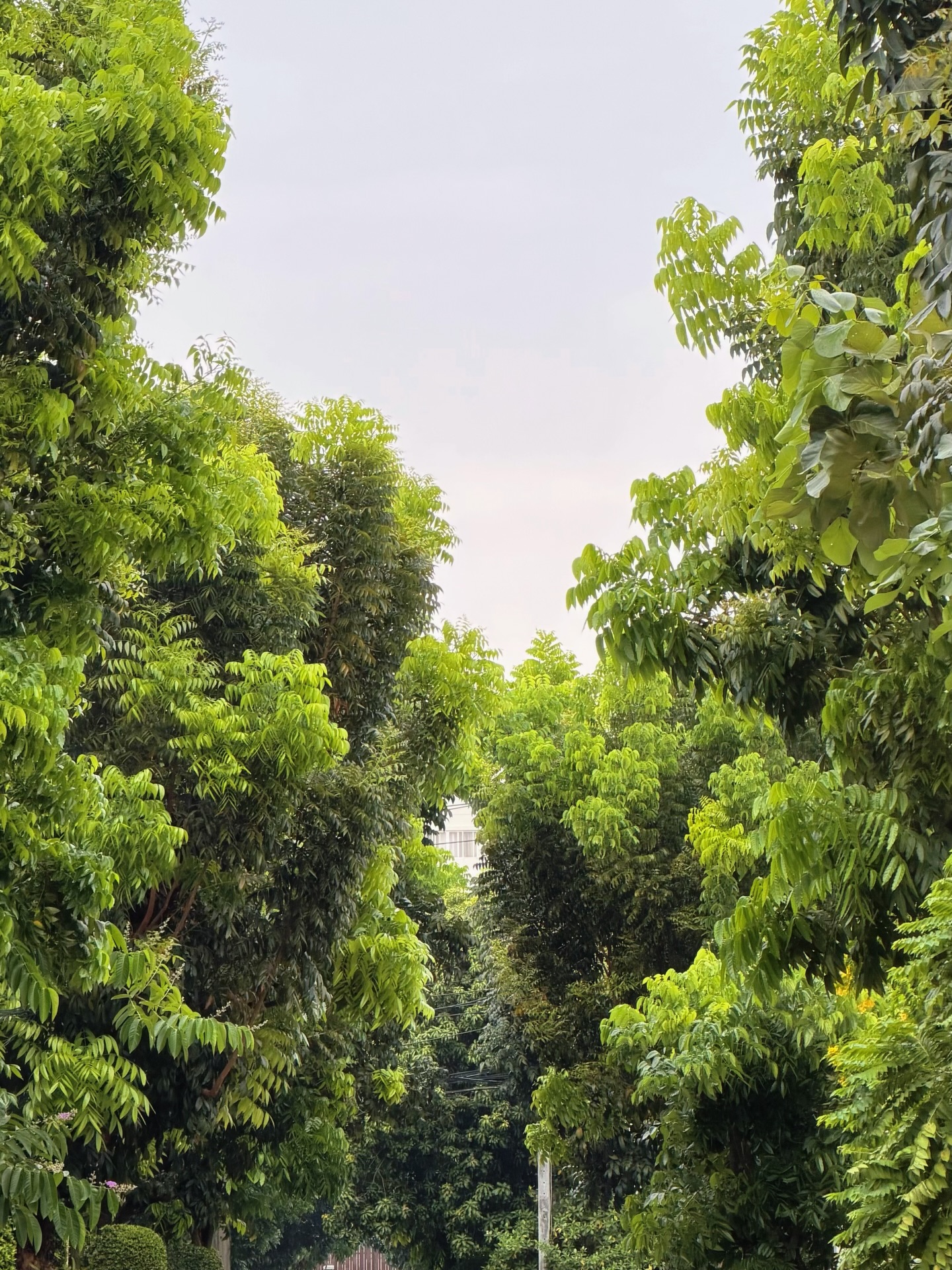 อิมเมจ - สุธิตา ชนะชัยสุวรรณ