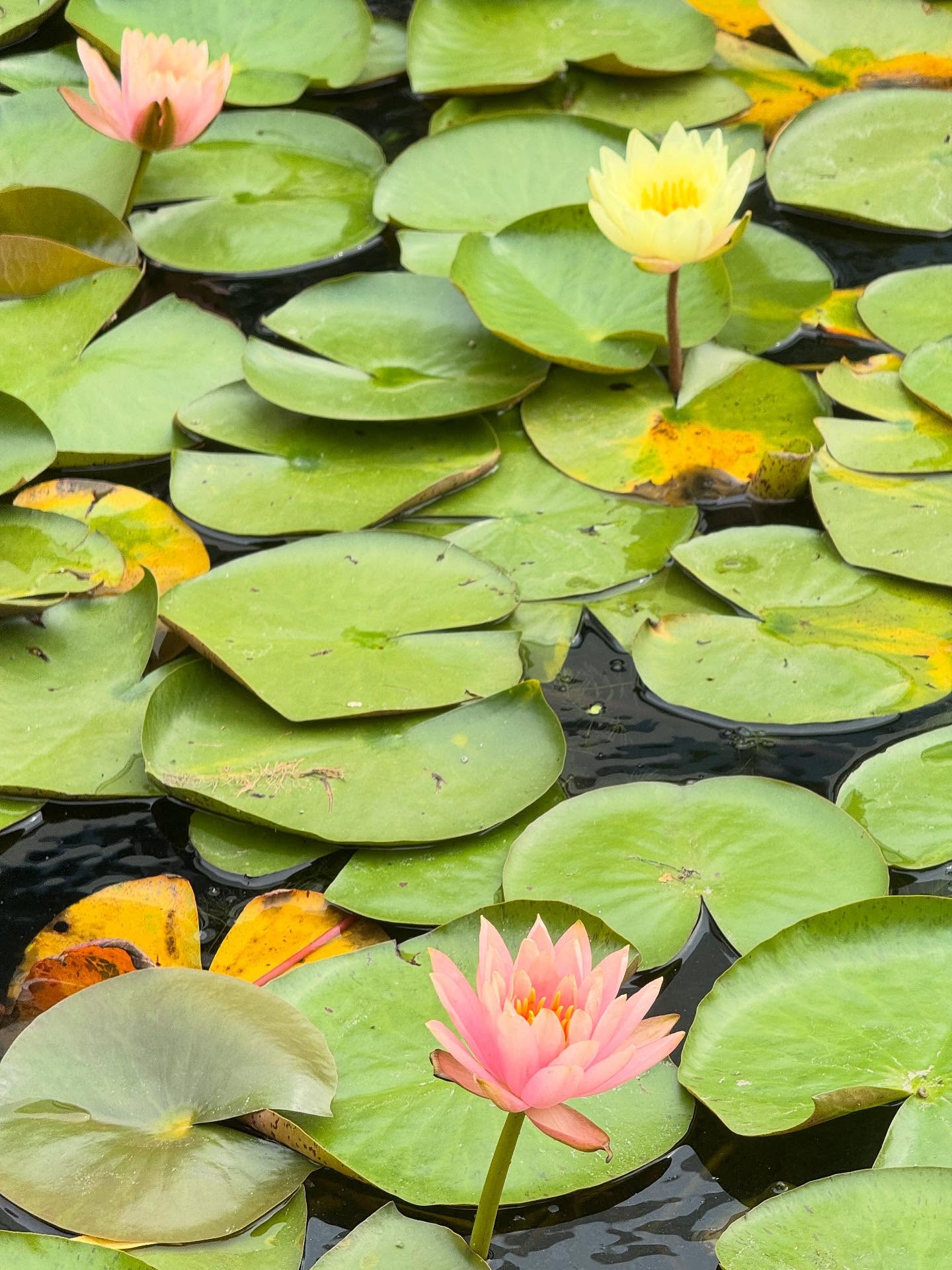 เวฟ - คูเปยจง