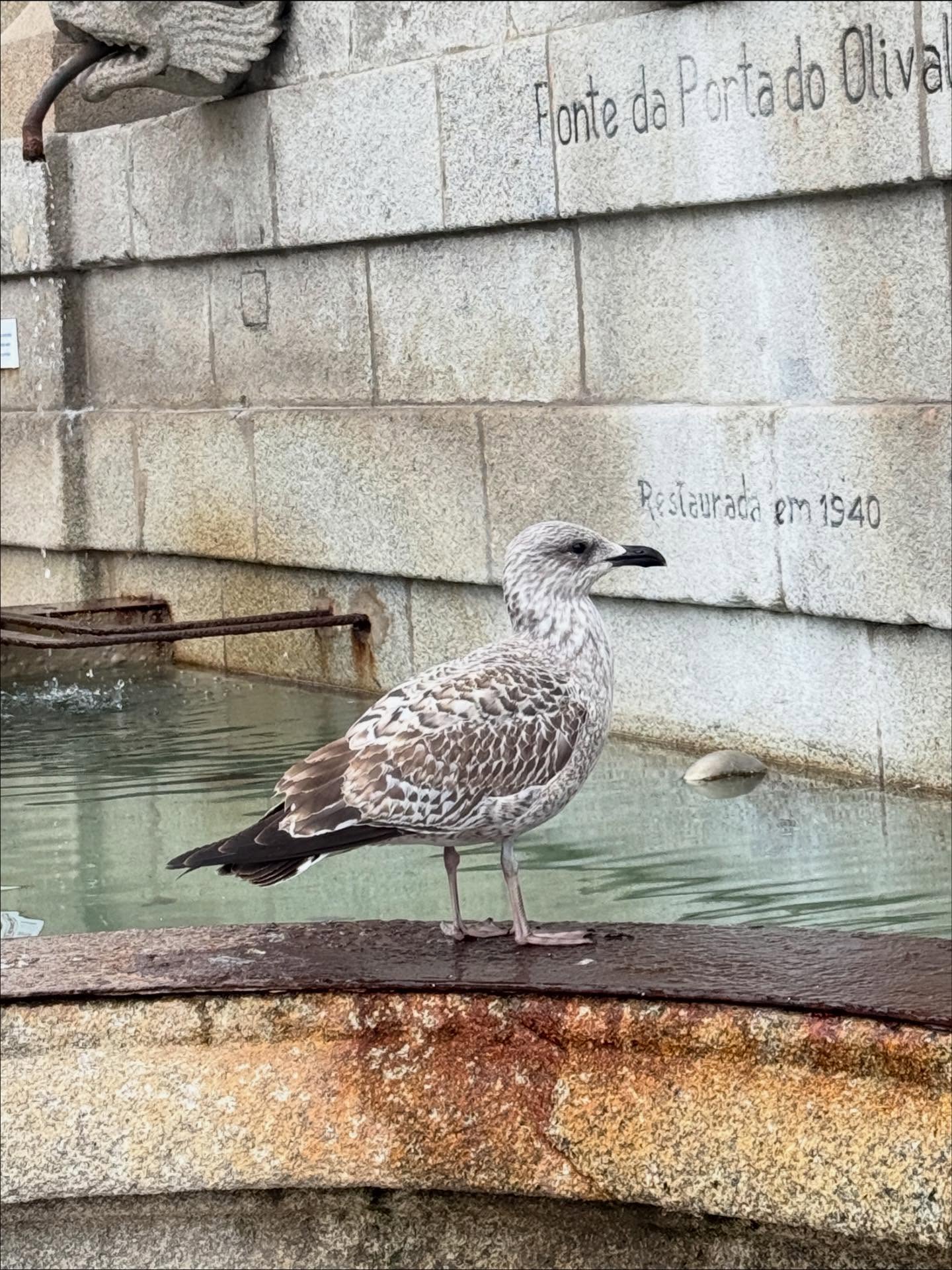 เวฟ - คูเปยจง