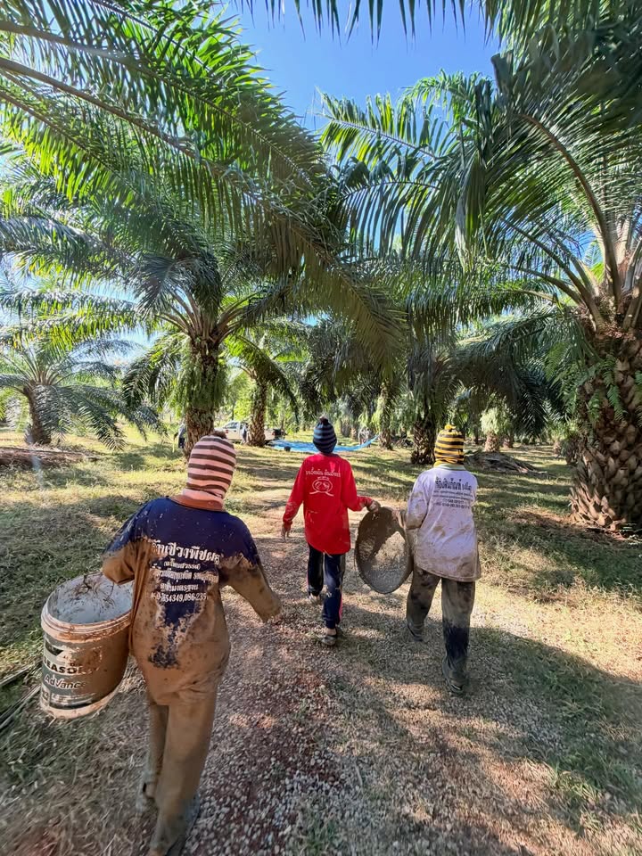 เวฟ - คูเปยจง