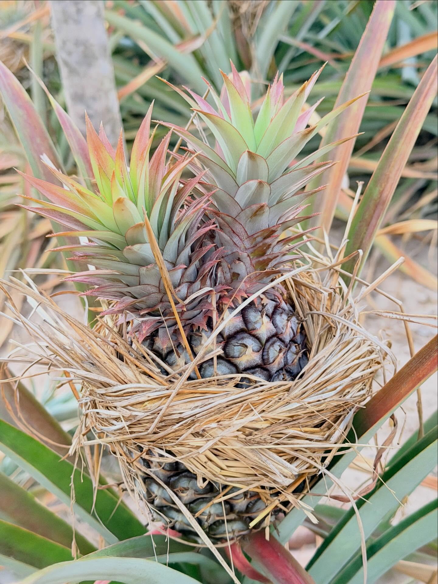 เวฟ - คูเปยจง